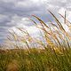 Multi-Species Summer Cover Crop (SOH3)